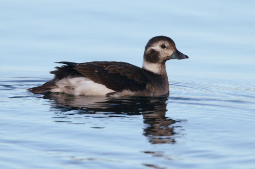 Long-tailed Duck