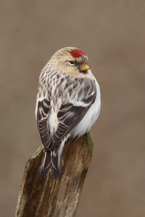 Hornemann's Arctic Redpoll