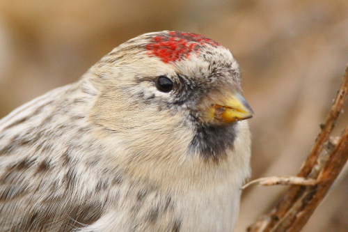 Hornemann's Arctic Redpoll