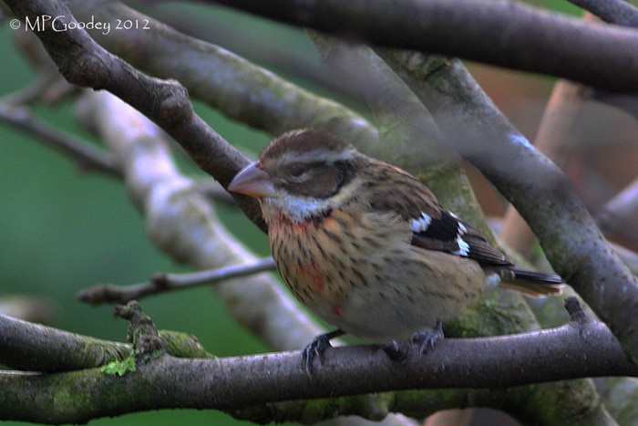 Rose-breasted Grosbeak