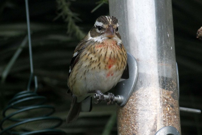 Rose-breasted Grosbeak