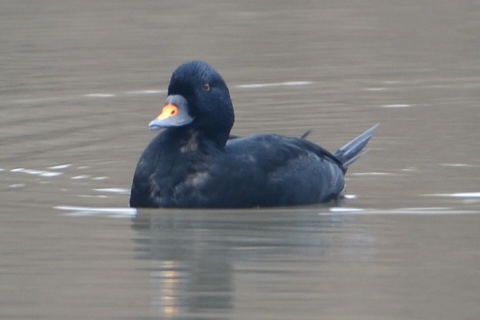 Common Scoter