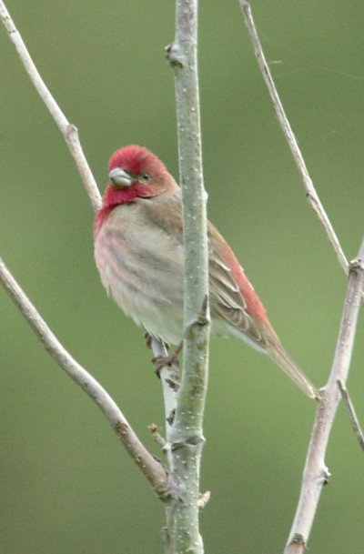 Common Rosefinch