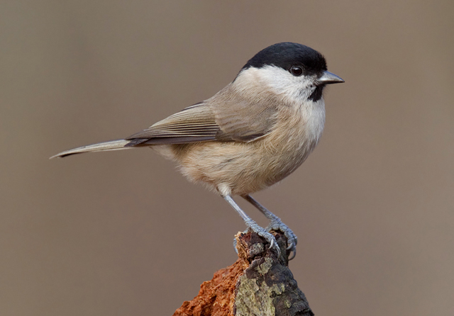 Marsh Tit