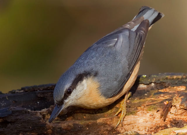 Nuthatch