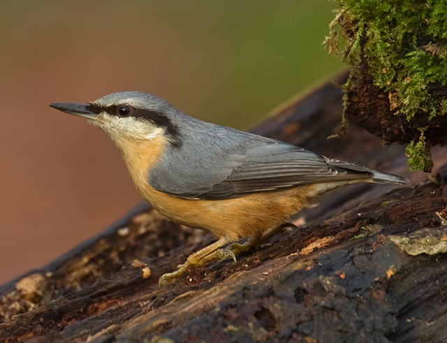 Nuthatch