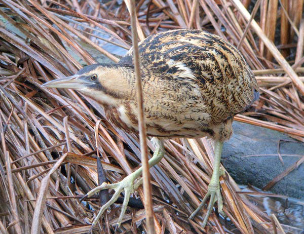 Bittern