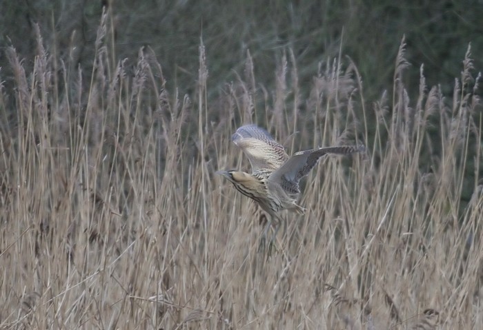 Bittern