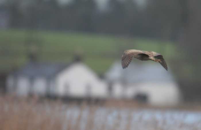 Bittern