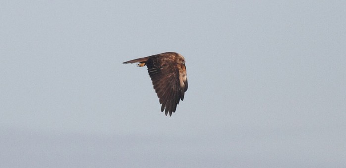 Marsh Harrier