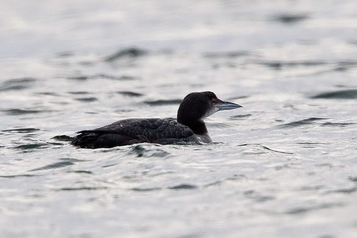Great Northern Diver