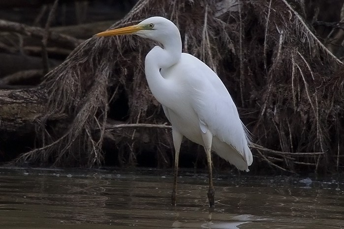 Great White Egret