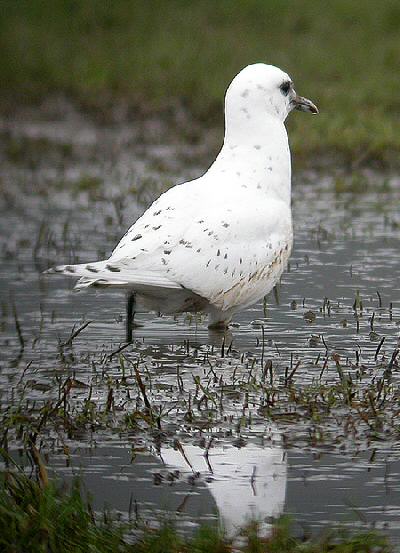 Ivory Gull