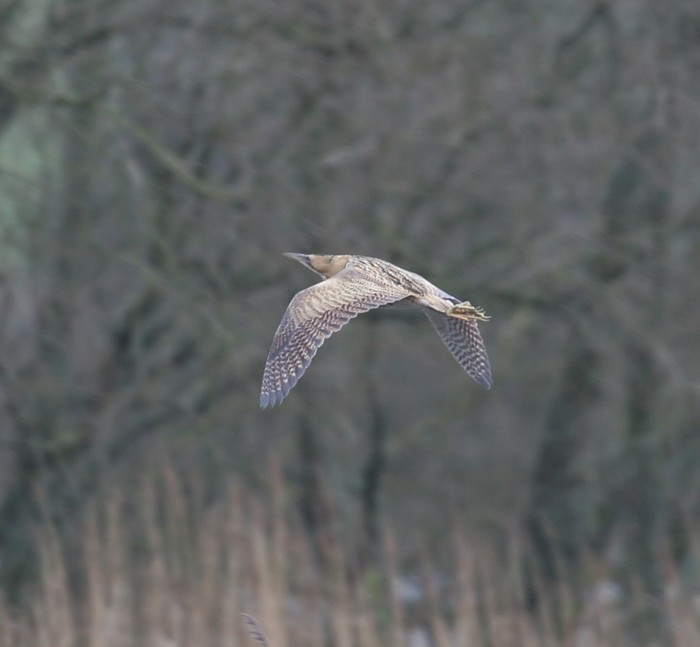 Bittern