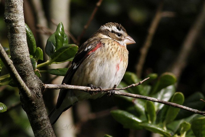 Rose-breasted Grosbeak
