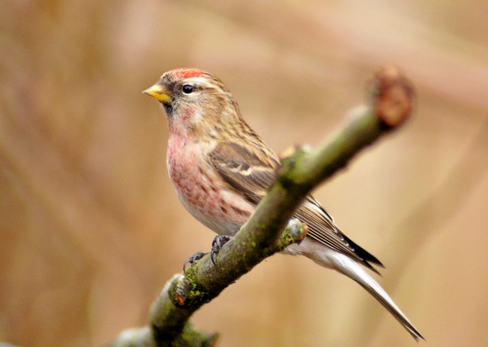 Lesser Redpoll