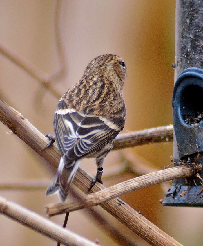 Lesser Redpoll