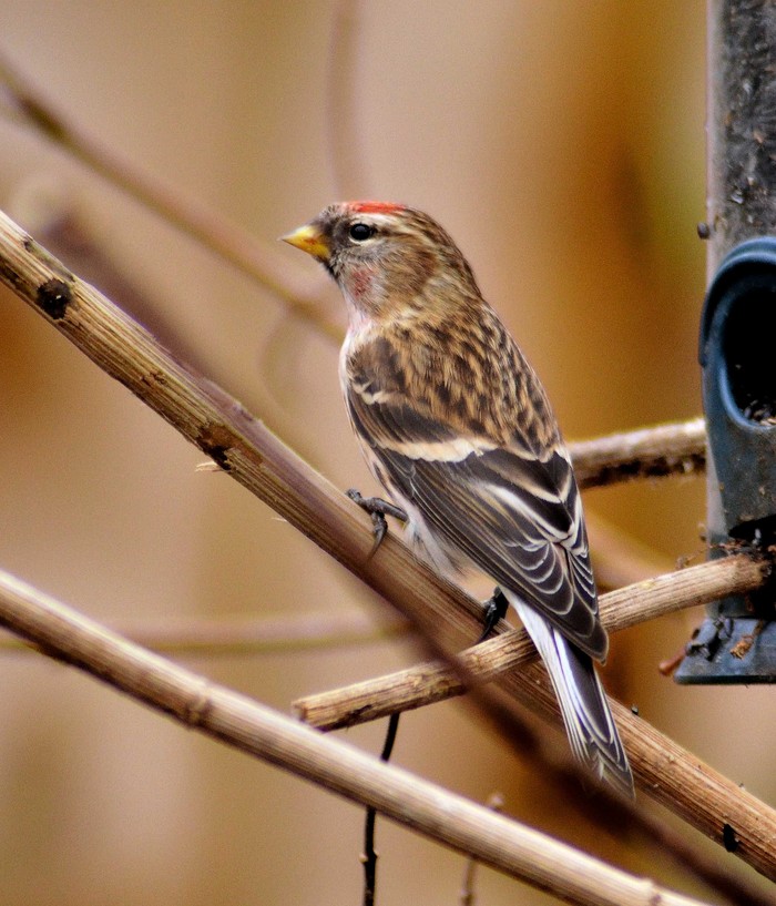 Lesser Redpoll