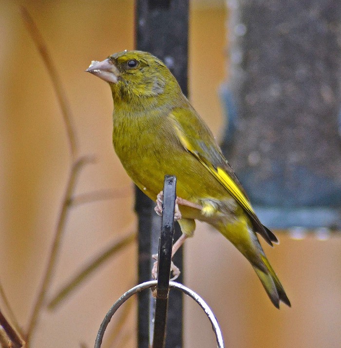 Greenfinch
