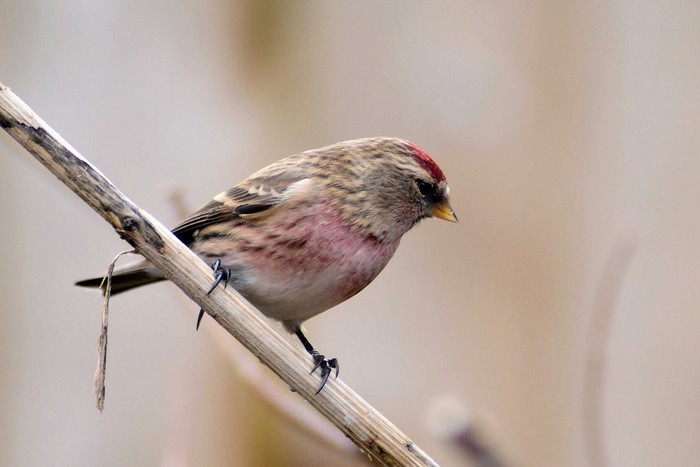 Lesser Redpoll