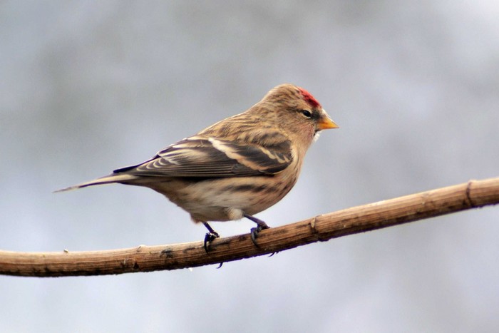 Lesser Redpoll