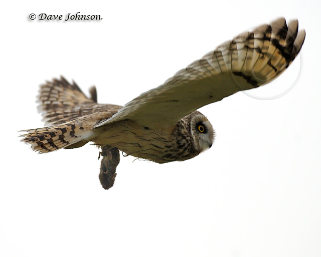 Short-eared Owl