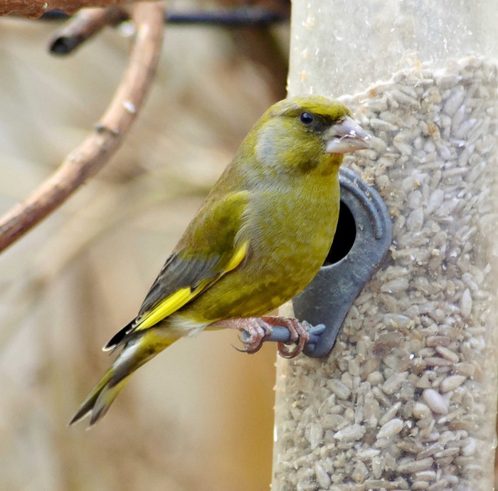 Greenfinch