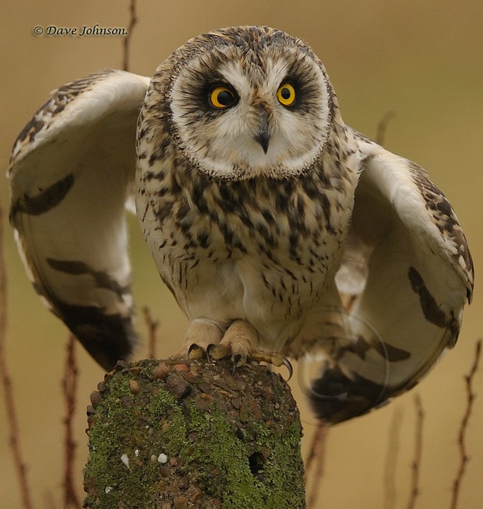 Short-eared Owl