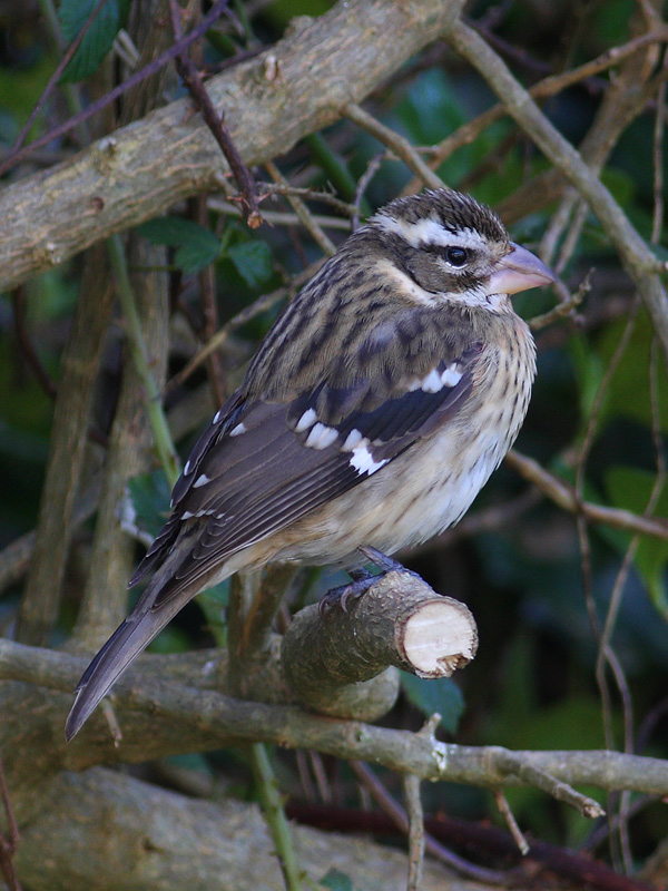 Rose-breasted Grosbeak