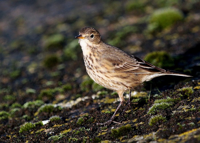 American Buff-bellied Pipit