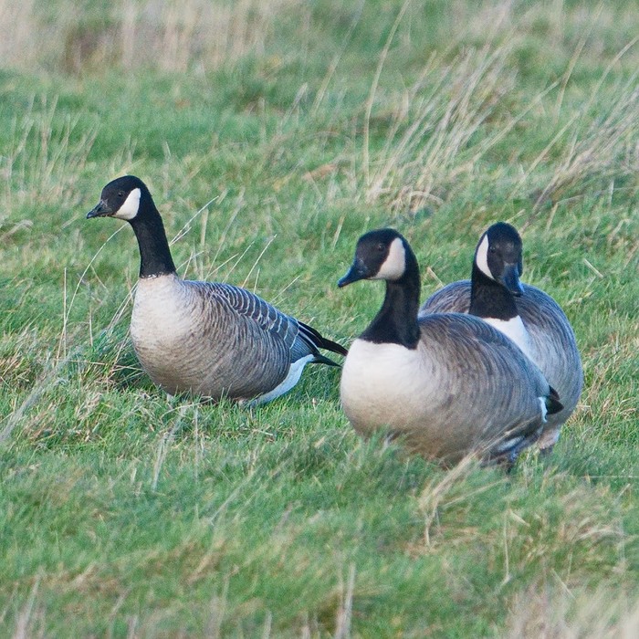 Richardson's Canada Goose