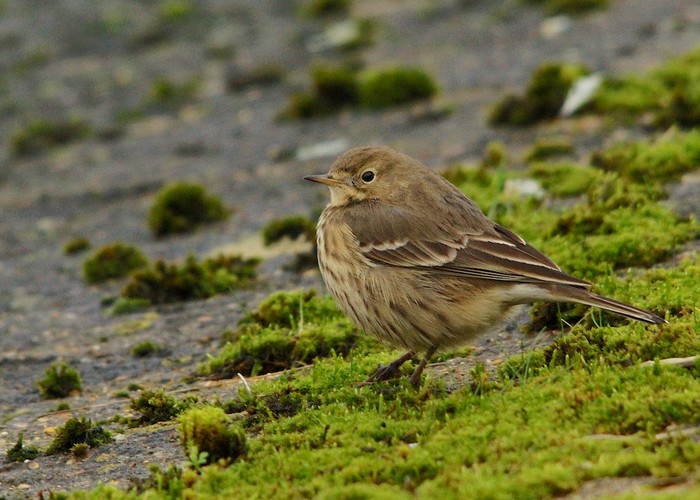 American Buff-bellied Pipit