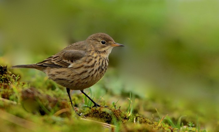 American Buff-bellied Pipit