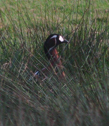Red-breasted Goose