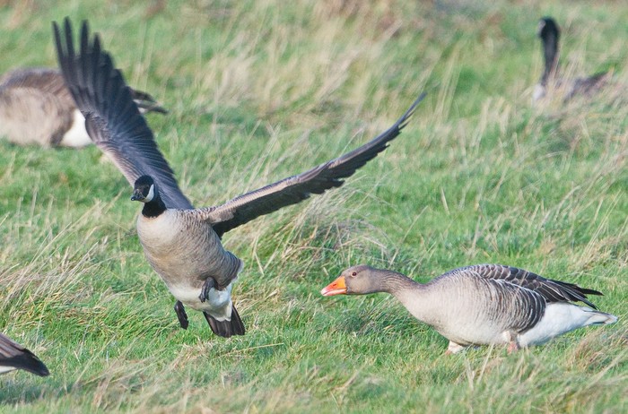 Richardson's Canada Goose