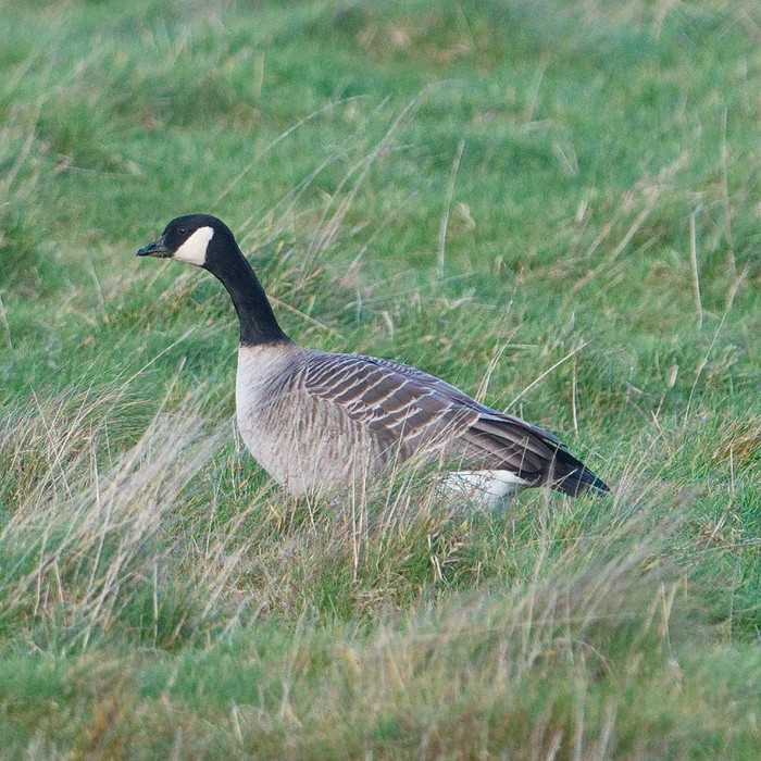 Richardson's Canada Goose