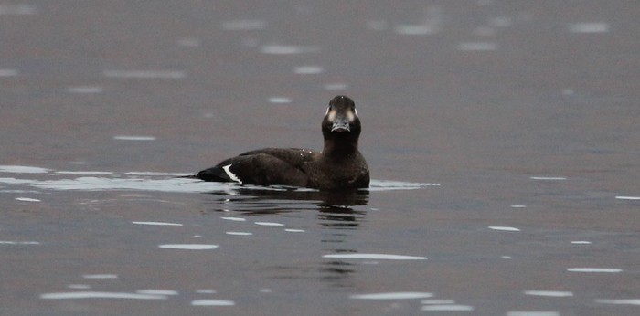 Velvet Scoter