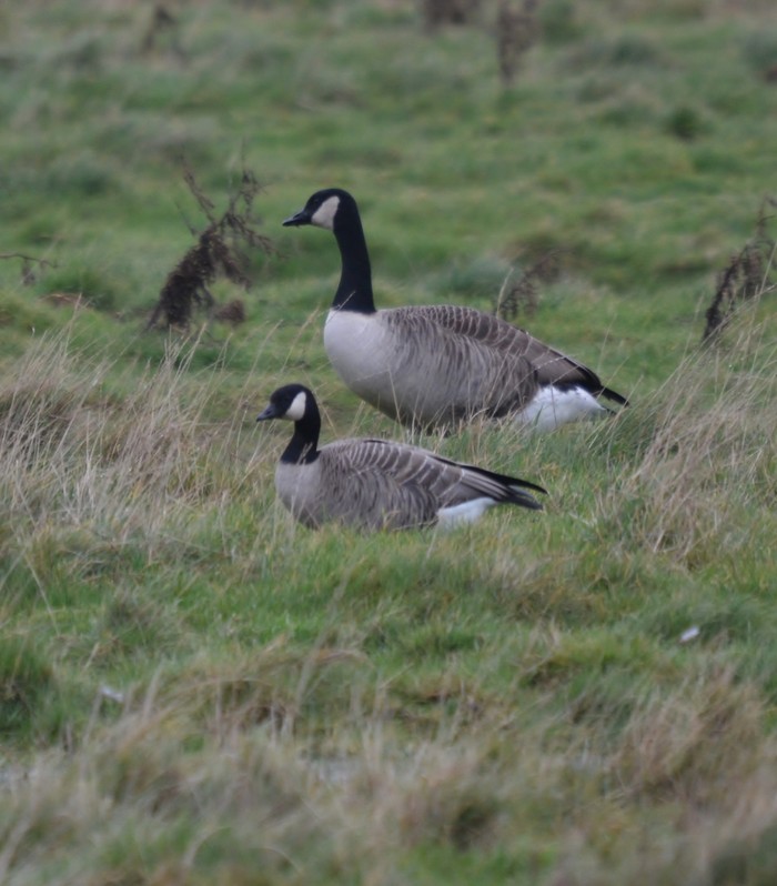Richardson's Canada Goose