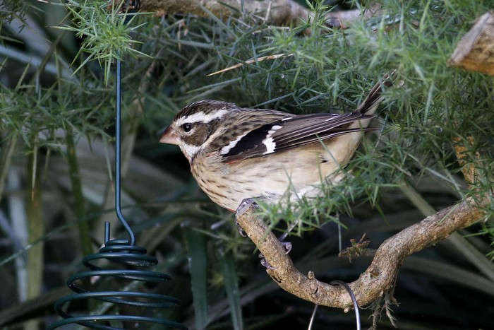Rose-breasted Grosbeak
