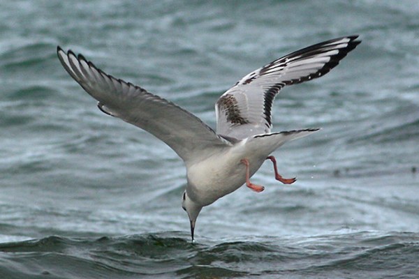 Bonaparte's Gull