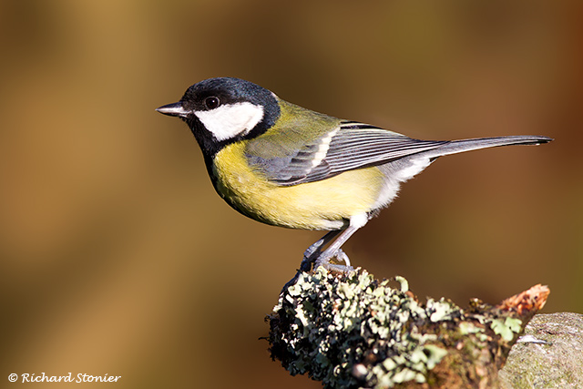 Great Tit