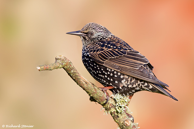 Starling