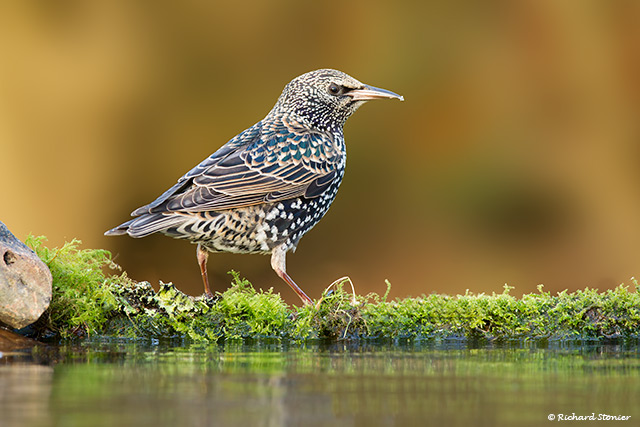 Starling
