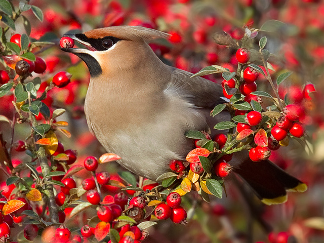 Waxwing