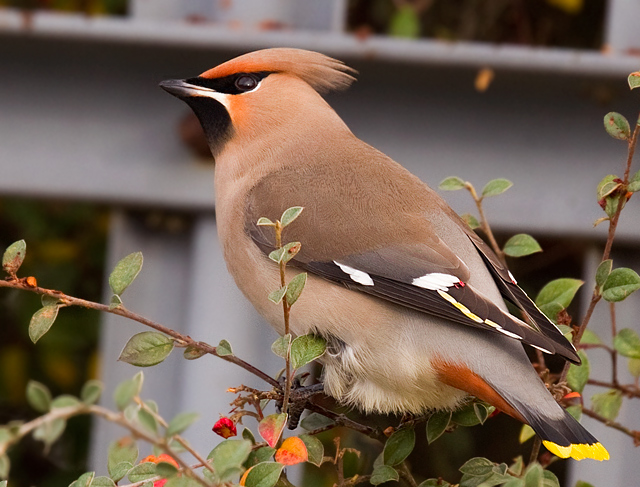 Waxwing