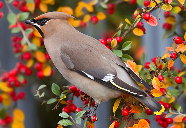 Waxwing