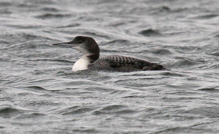 Great Northern Diver