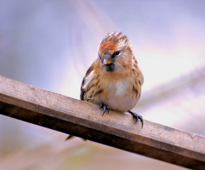 Lesser Redpoll