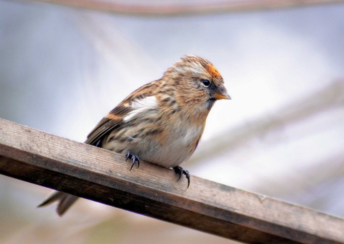 Lesser Redpoll