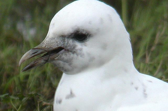 Ivory Gull